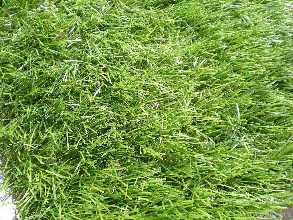 幼兒園人造草坪 幼兒園人造草坪